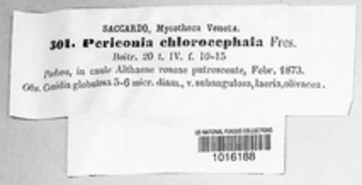 Graphiopsis chlorocephala image